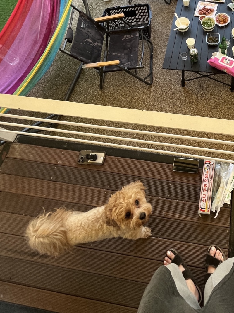 가평 애견동반 카라반 새연 현리1호점 후기
