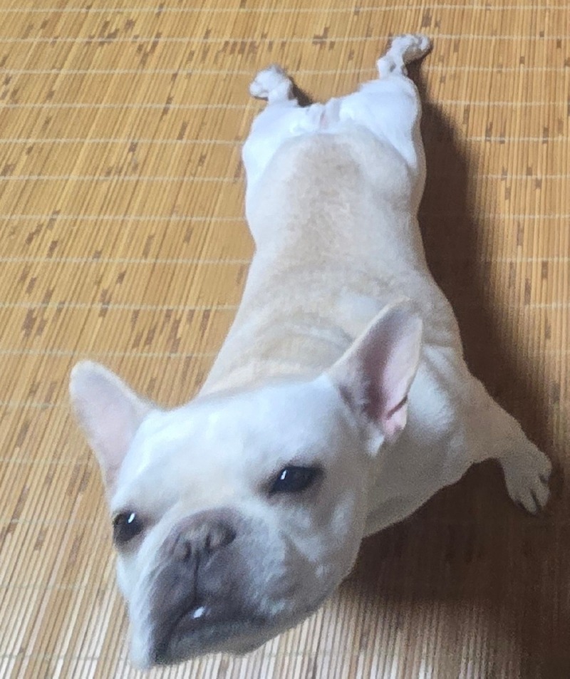 찐빵