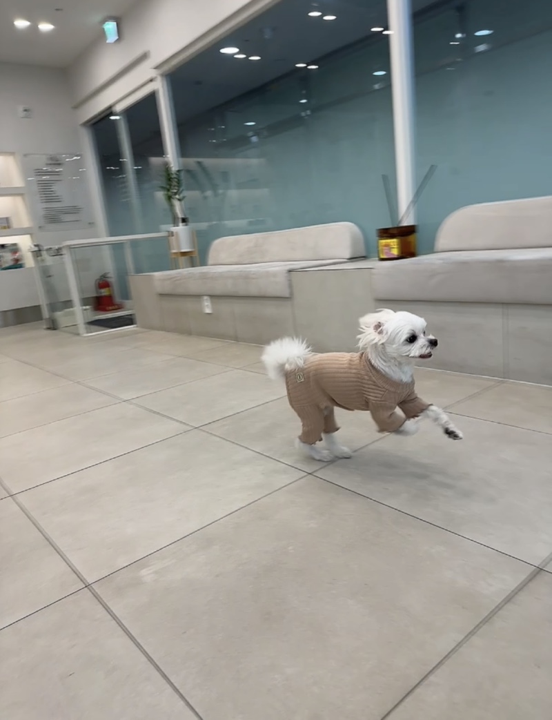 수원 눈이튼튼동물병원 안과전문