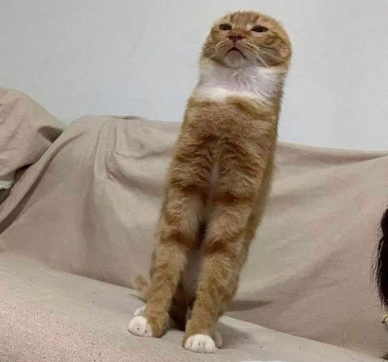 기지개 펴느라 귀 없어진 고양이 