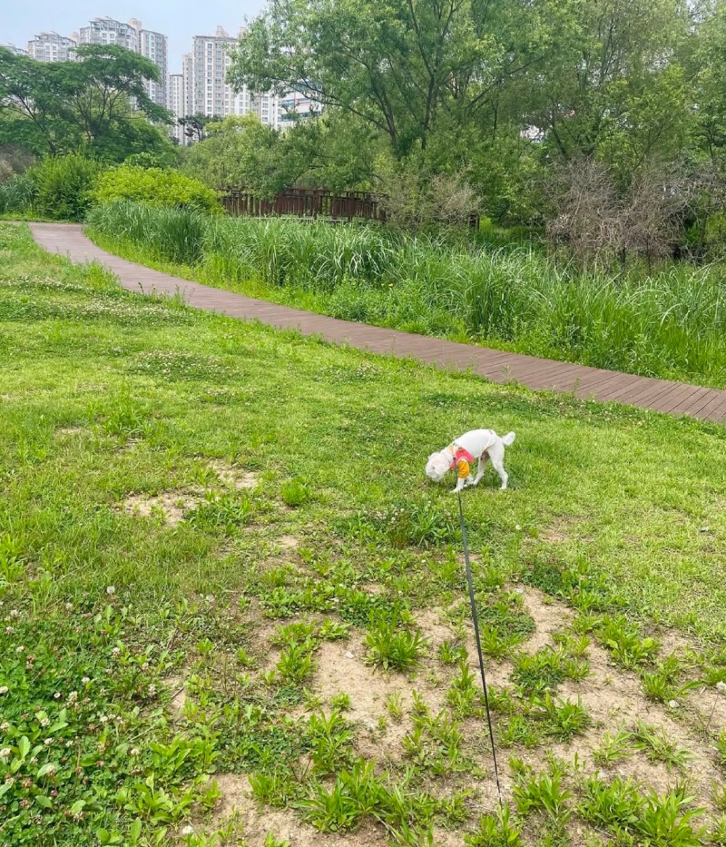 오산고인돌공원 강아지 산책후기