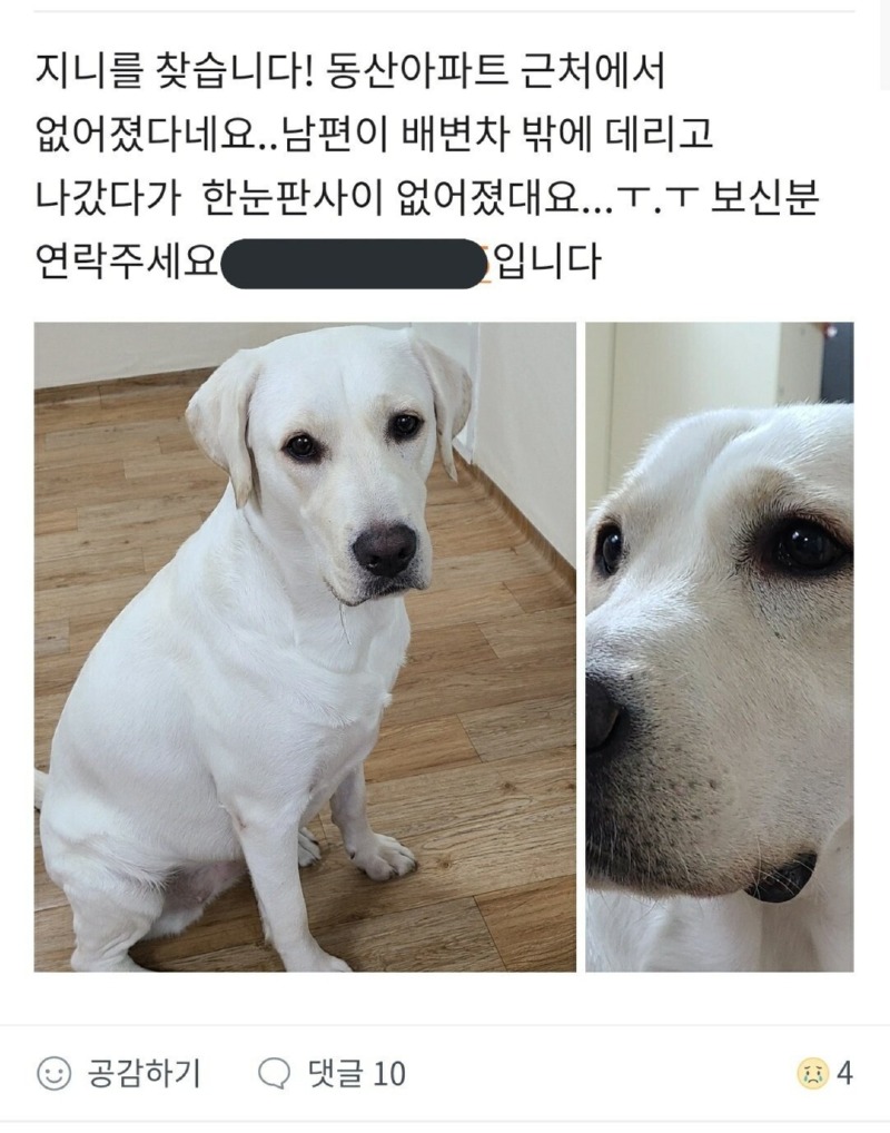 잃어버린 강아지가 향한 행선지 