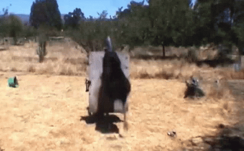 화식조킥.gif