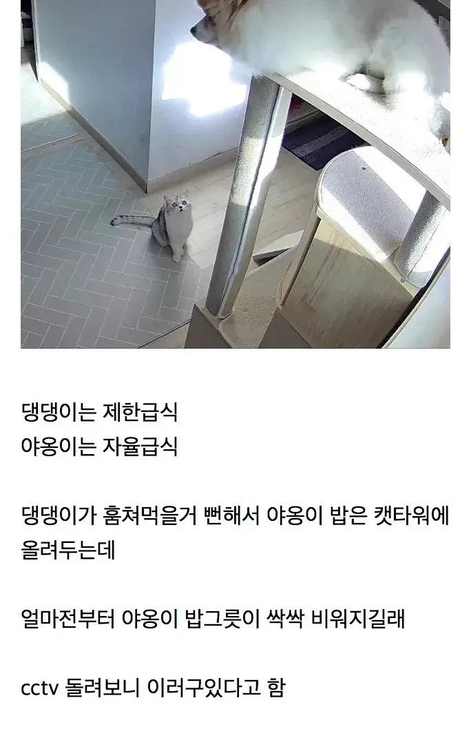 제한 급식하는 댕댕이가 살찐 이유