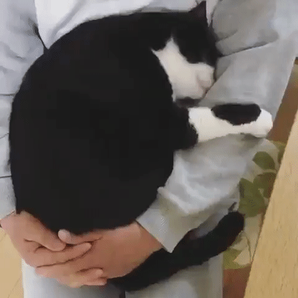 응석이 너무 심한 고양이 