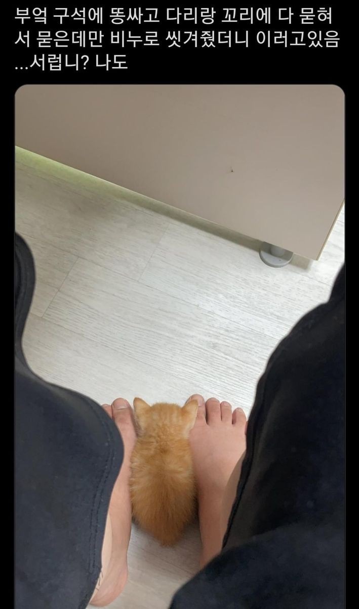 씻겨서 삐진 고양이