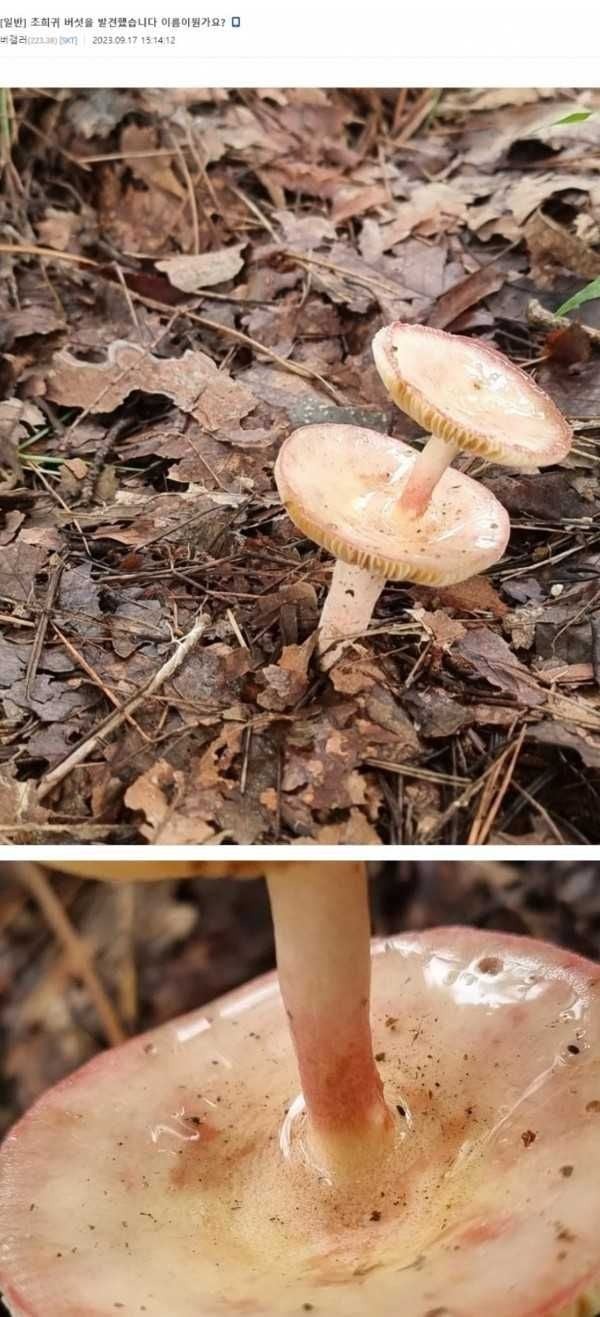 버섯에 버섯이 나왔따 