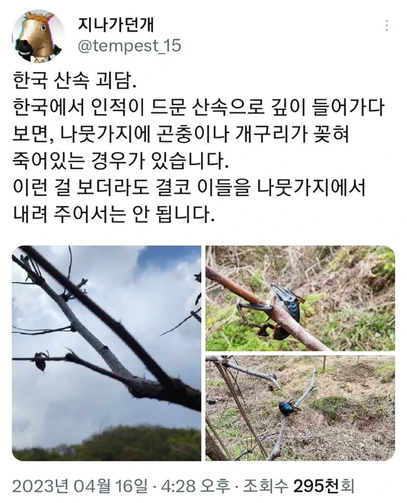 나뭇가지에 곤충이 꽂혀있는걸 보더라도 건들지 마세요 