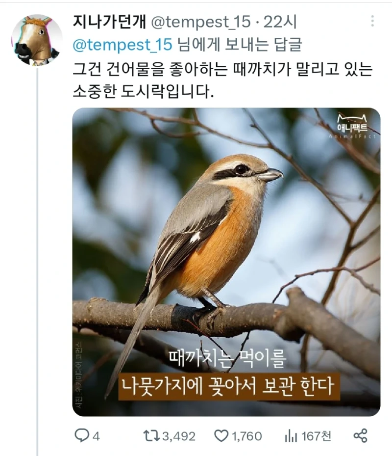 나뭇가지에 곤충이 꽂혀있는걸 보더라도 건들지 마세요 