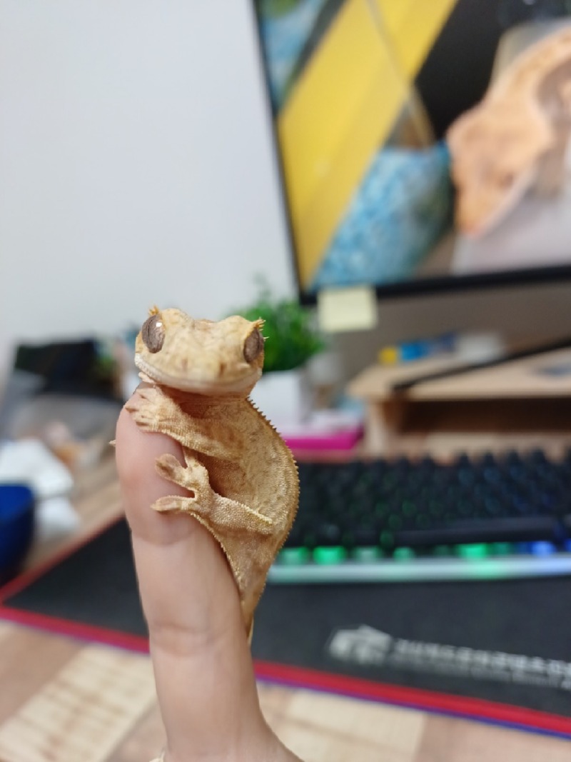 호박이와 핸들링