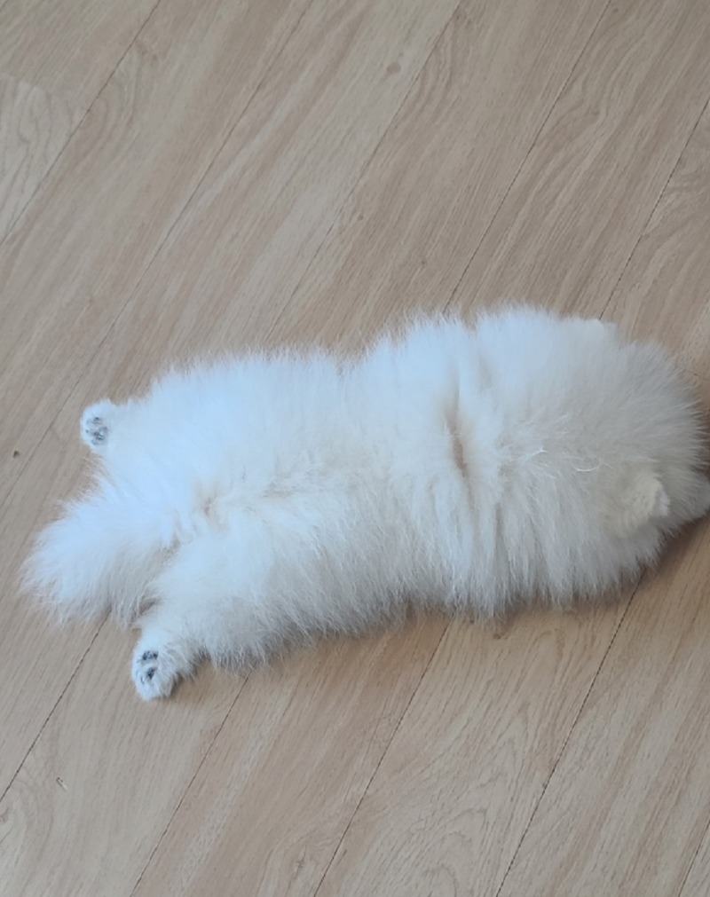 우리 솜뭉치 뭉이 사진올려요