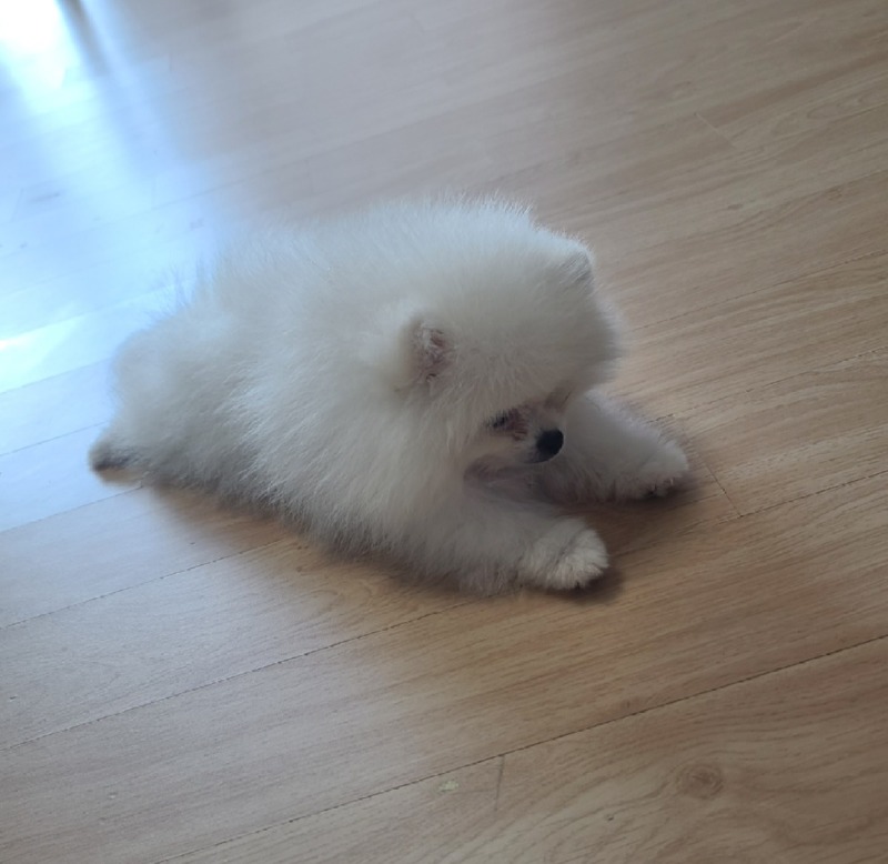 우리 솜뭉치 뭉이 사진올려요
