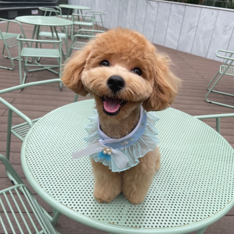 털빨 보리