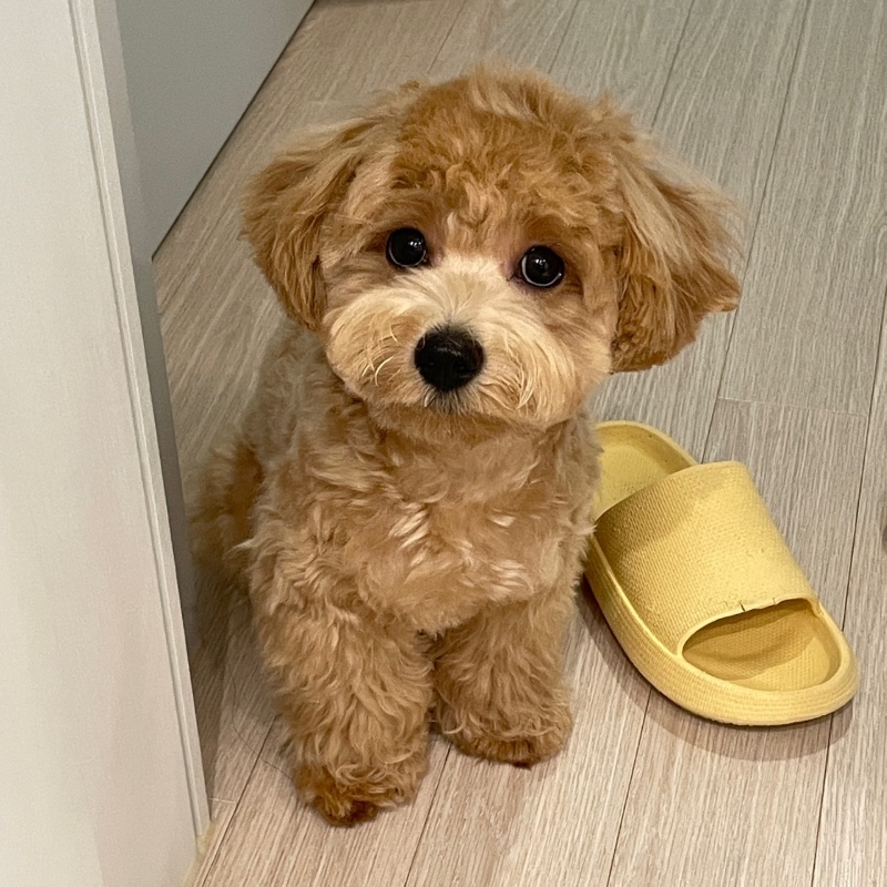 털빨 보리