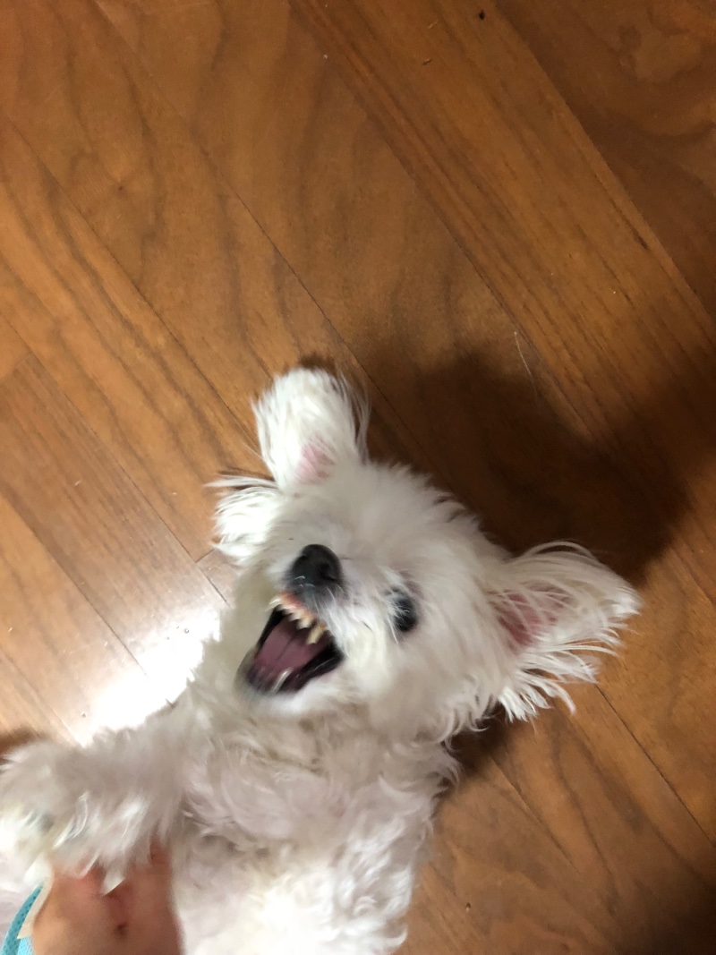 우리 강아지 넘 귀엽죵.... 