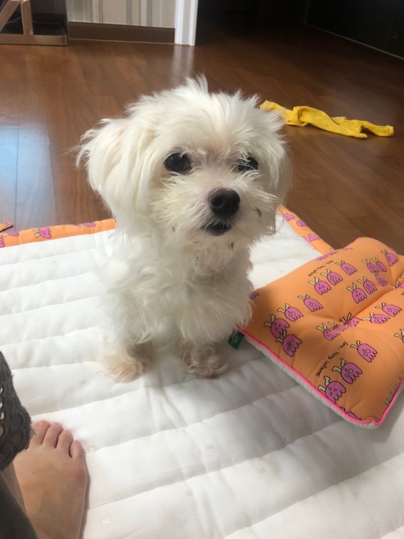 우리 강아지 넘 귀엽죵.... 