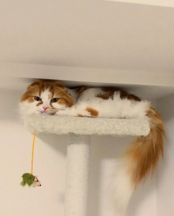 캣타워 높이 계산 실패
