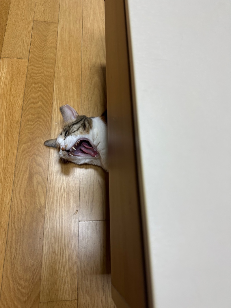 꺄앙