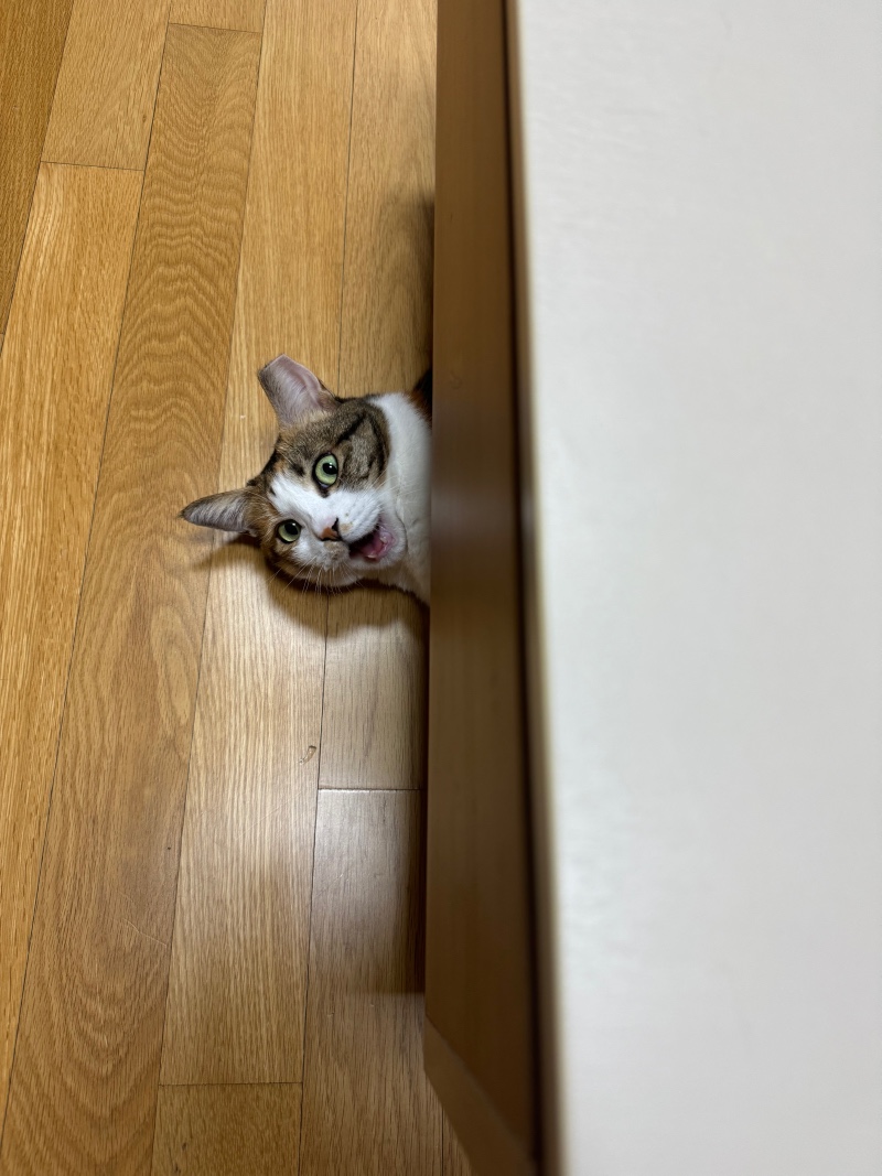 꺄앙