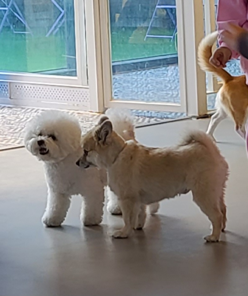 비바도기카페에서 즐거운 하루 보냈어요