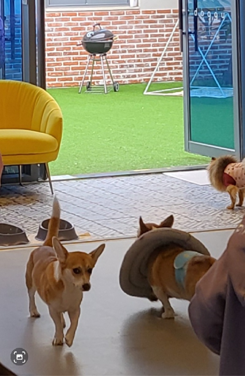 비바도기카페에서 즐거운 하루 보냈어요