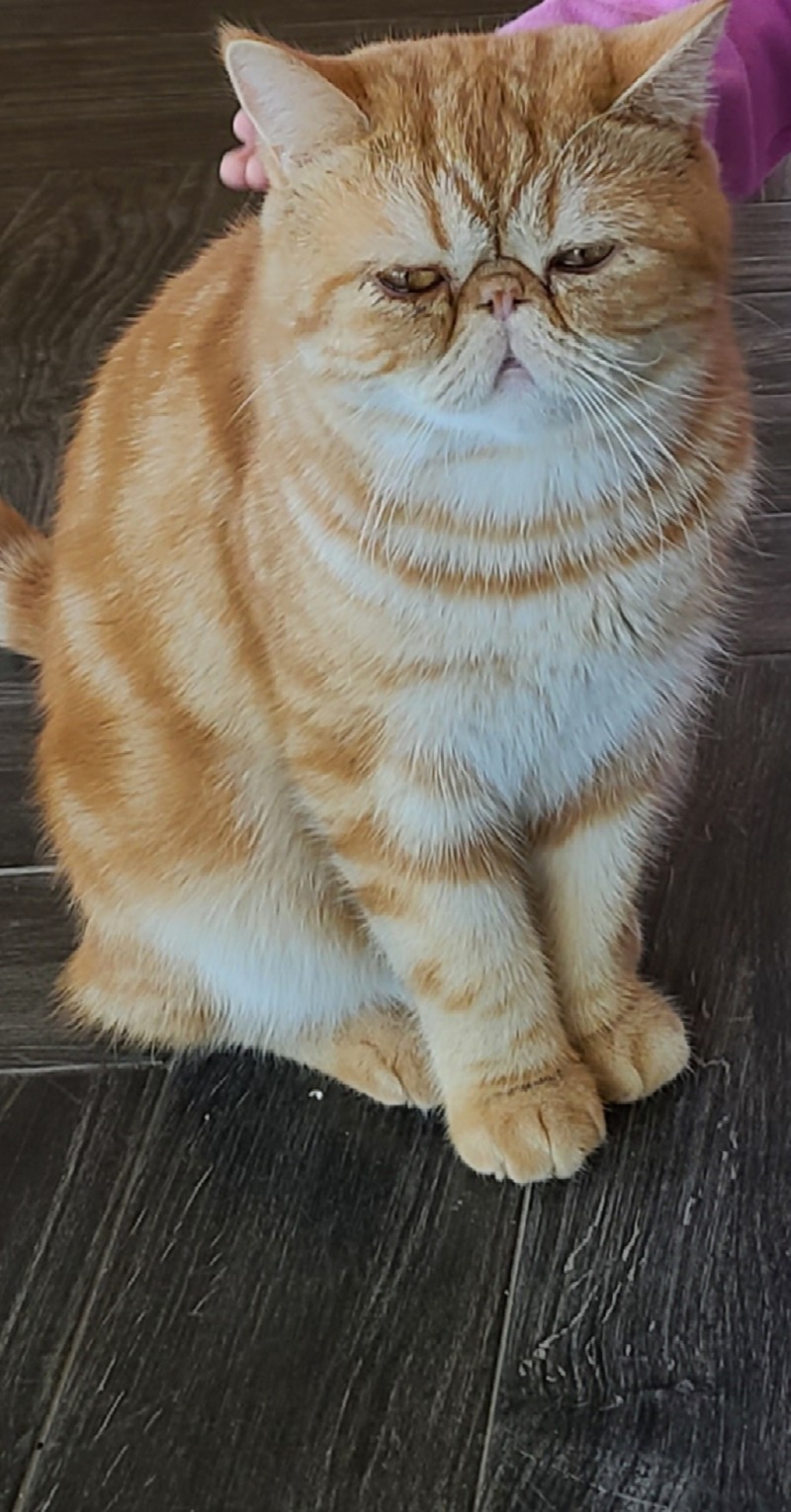 우리집 고양이 냥냥이 사진 올려요^^
