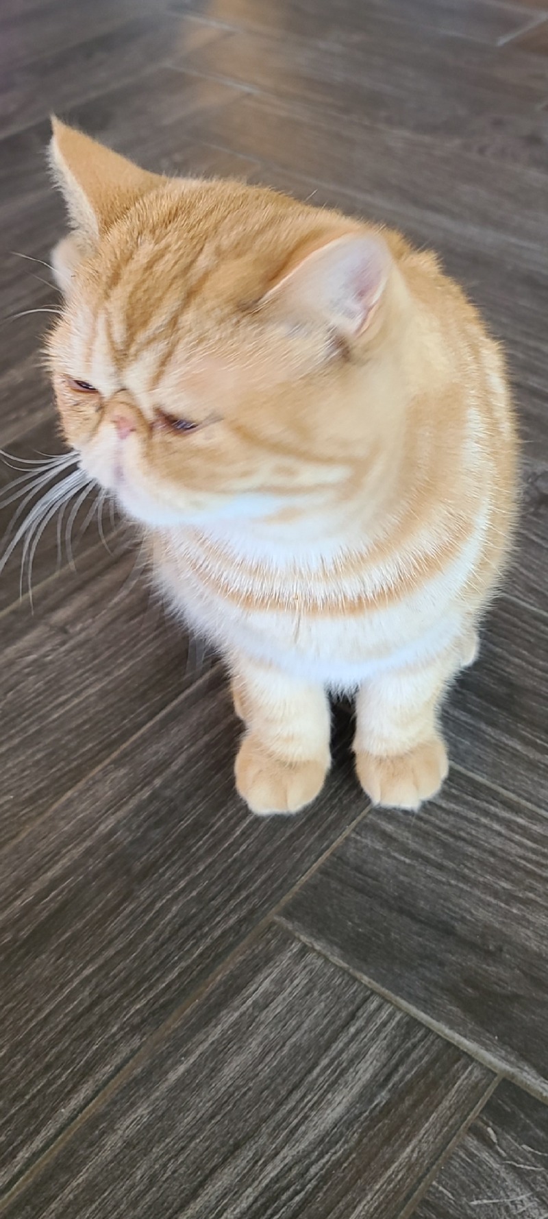 우리집 고양이 냥냥이 사진 올려요^^
