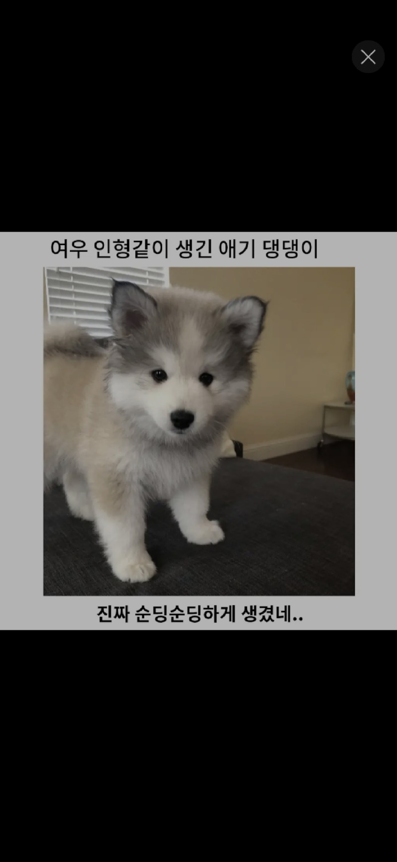 여우인형 같이 생긴 댕댕