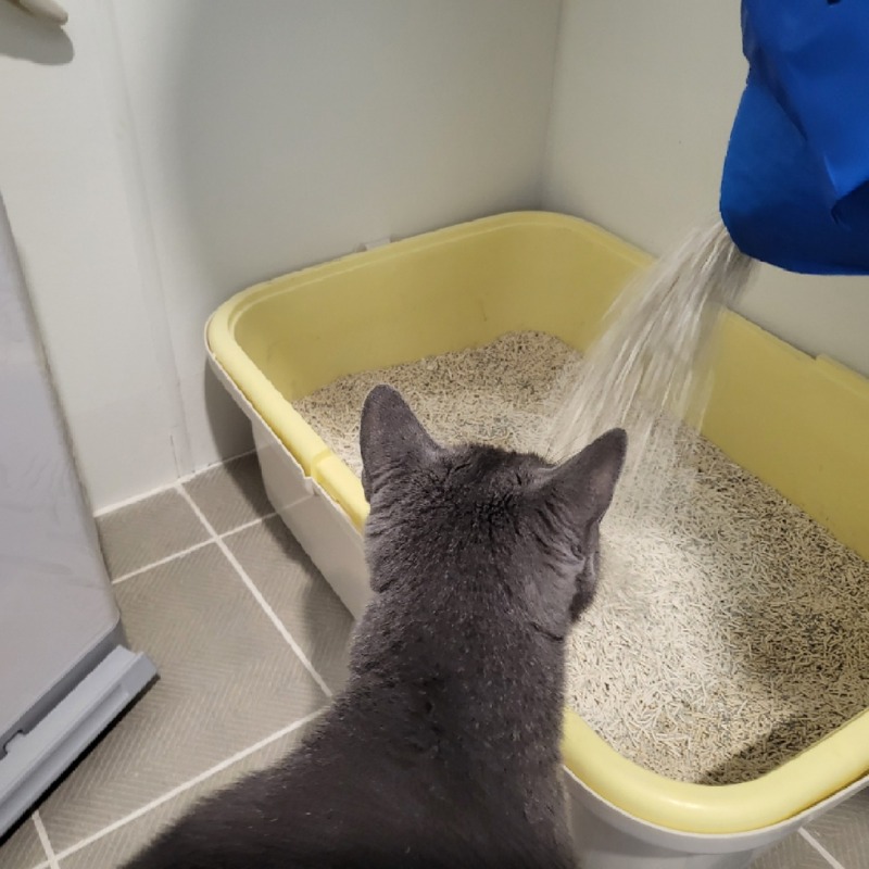 본가고양이 러블