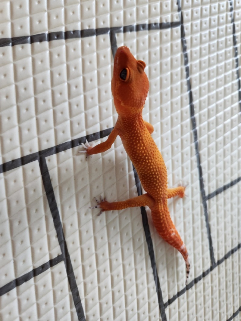 자몽이