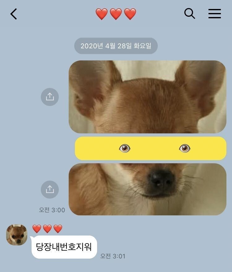 강아지로 장난 쳐 보았다