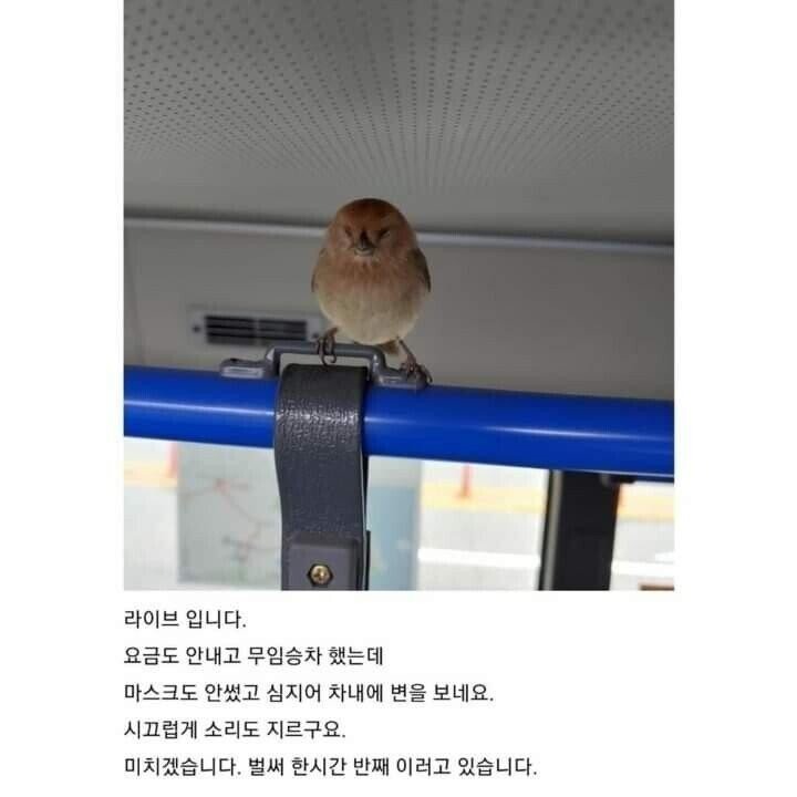 시내버스 진상 손님
