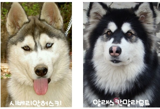 허스키와 말라뮤트 구별 법