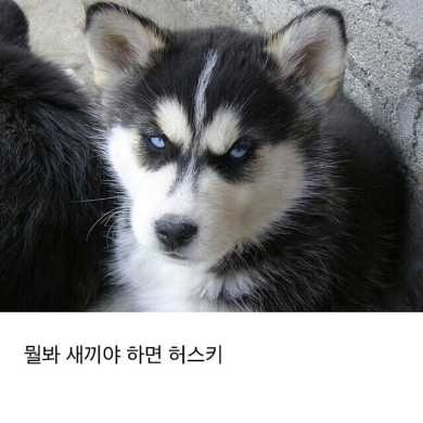 허스키와 말라뮤트 구별 법