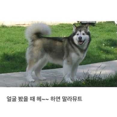 허스키와 말라뮤트 구별 법