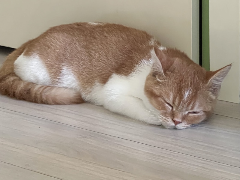 즐거운 설 되세용