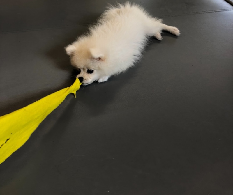 줄다리기?