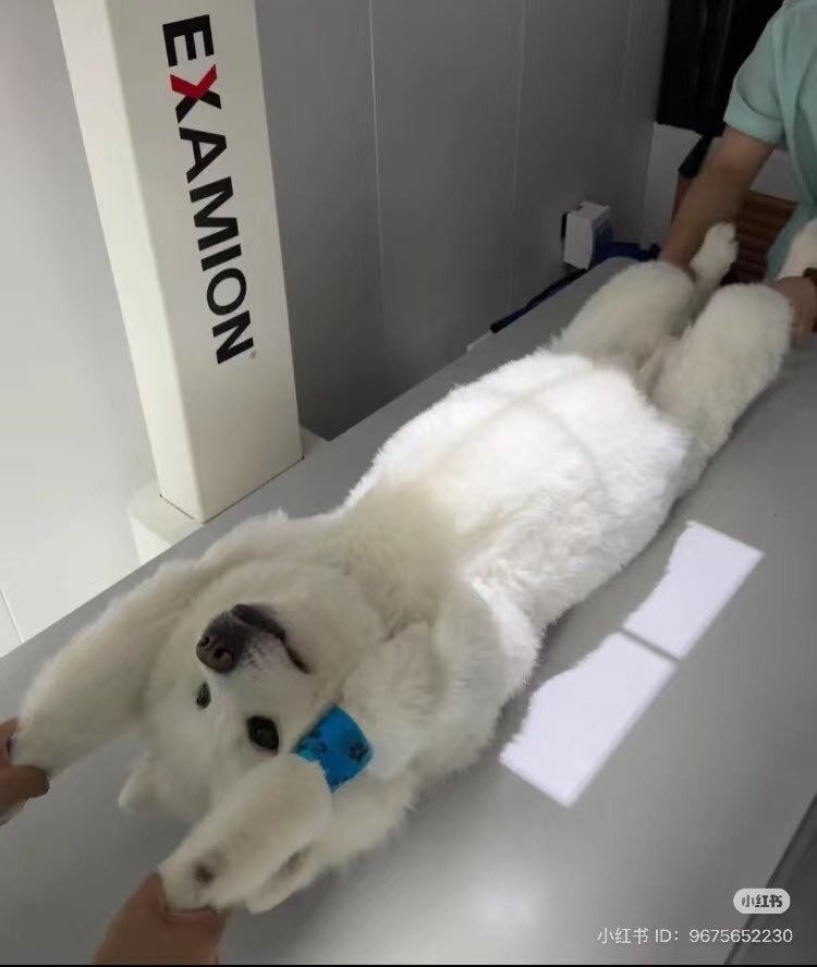 엑스레이 찍는 강아지 