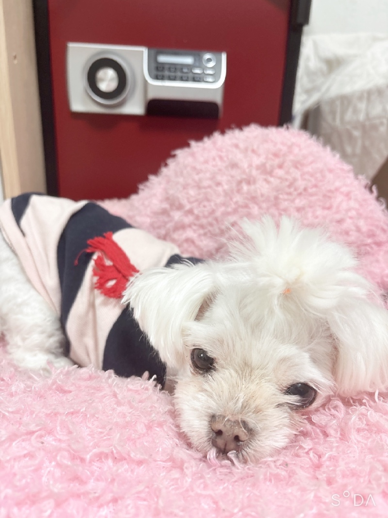나의반려견❤️❤️❤️