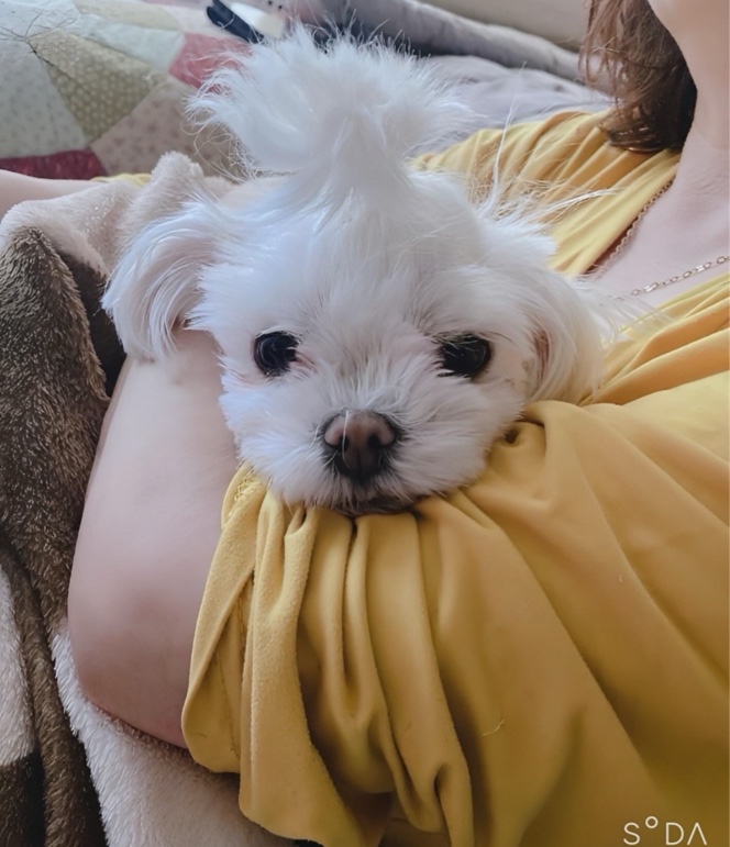 나의반려견❤️❤️❤️