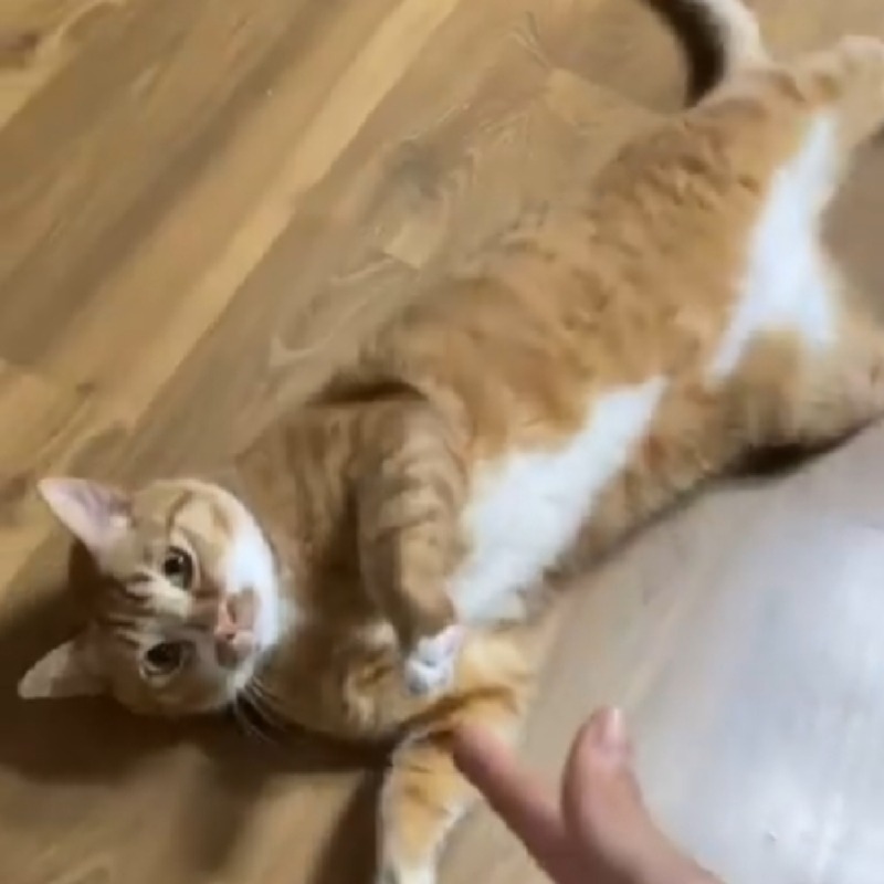 빵야