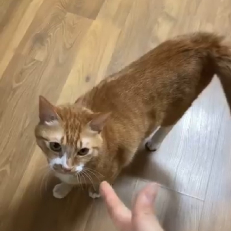 빵야