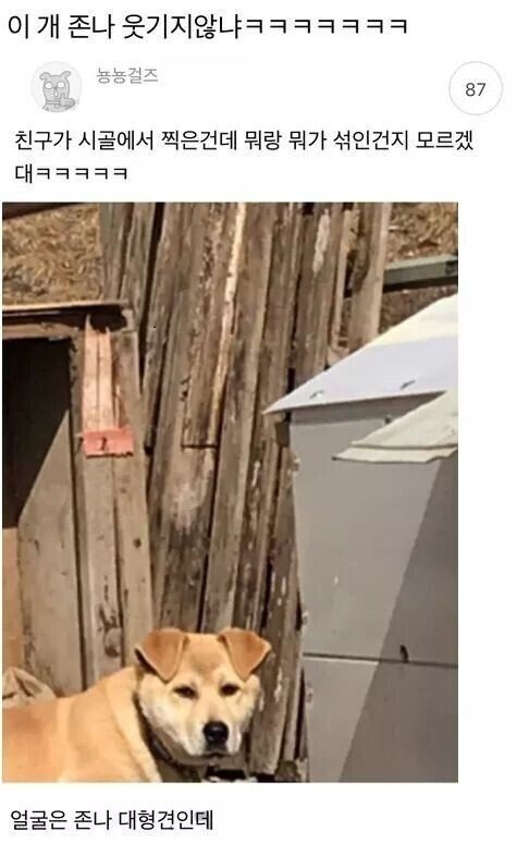 뭔가 이상한 시고르자브종