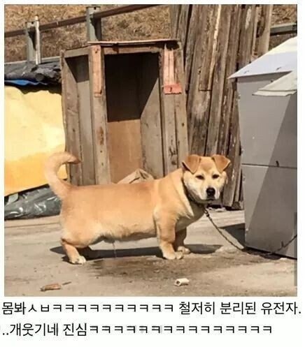 뭔가 이상한 시고르자브종