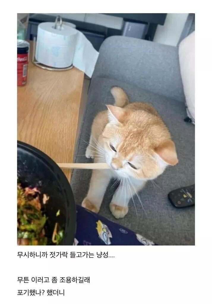 나도 한입만 줘라냥