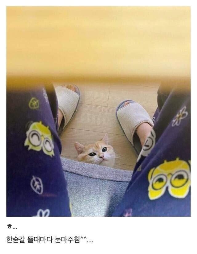 나도 한입만 줘라냥
