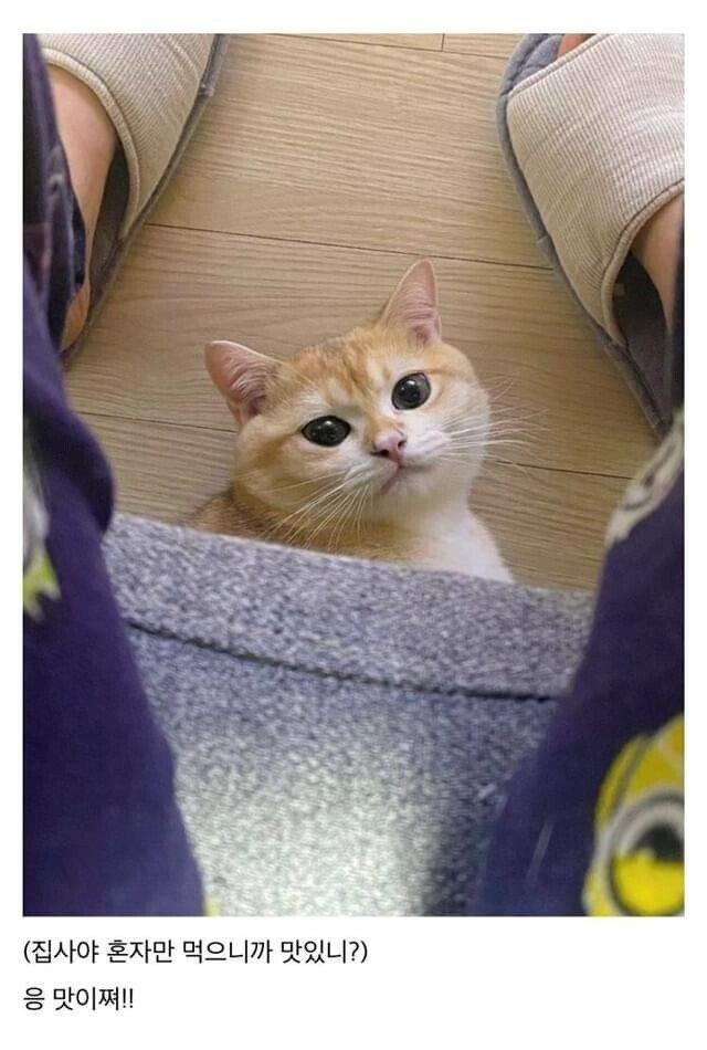 나도 한입만 줘라냥