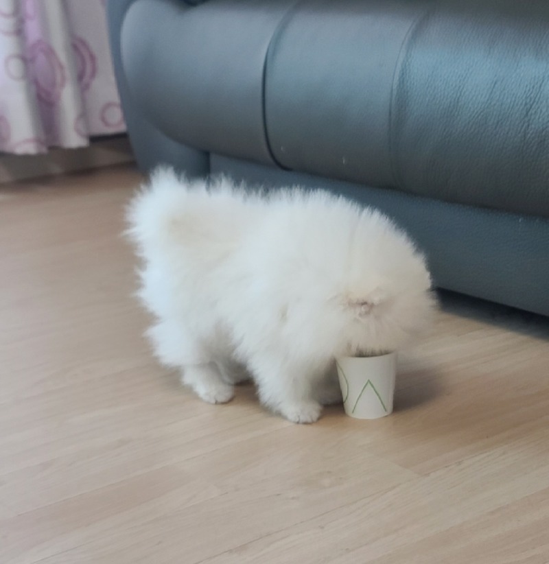 솜뭉치에요~