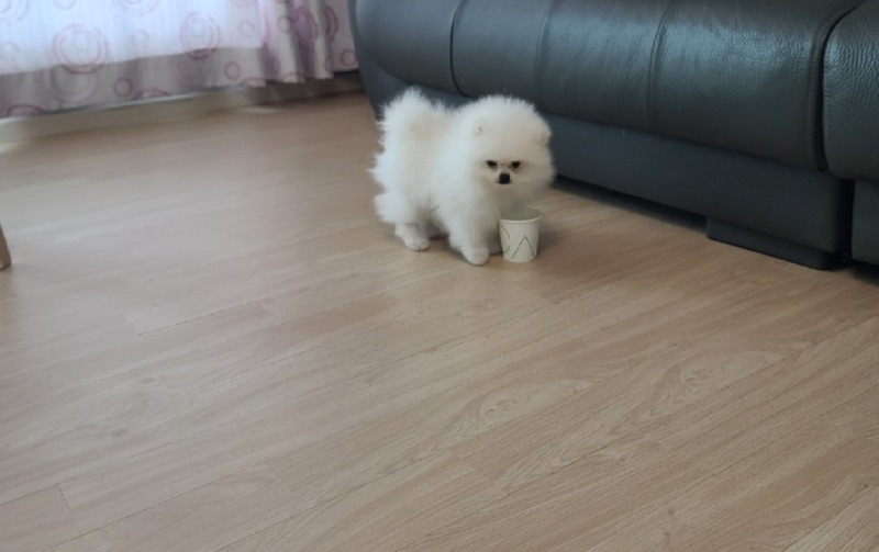 솜뭉치에요~