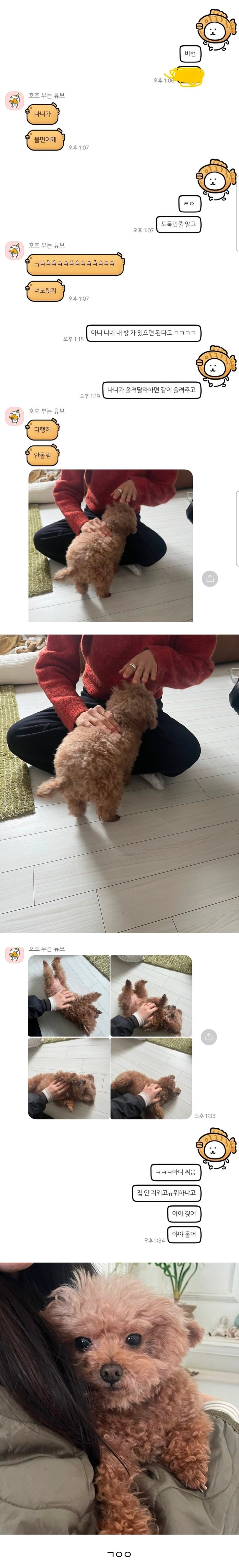 집 지킬줄 모르는 친구네 집 강아지 